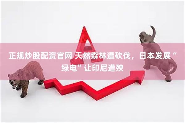 正规炒股配资官网 天然森林遭砍伐，日本发展“绿电”让印尼遭殃